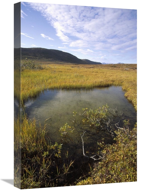 Global Gallery GCS-451346-1624-142 16 x 24 in. Tundra Bog in Autumn&#4