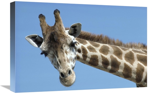 Global Gallery GCS-398147-1624-142 16 x 24 in. Reticulated Giraffe Por