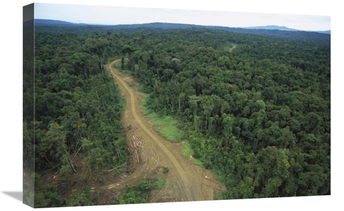 Global Gallery GCS-395789-1624-142 16 x 24 in. Logging Road in Lowland