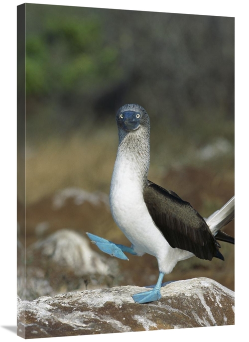 Global Gallery GCS-451740-2436-142 24 x 36 in. Blue-Footed Booby Perfo
