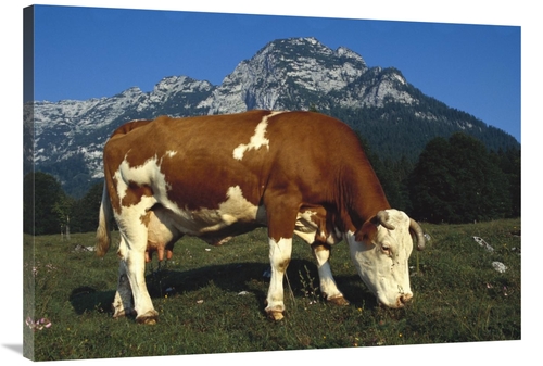 Global Gallery GCS-453364-40-142 40 in. Cow Grazing in Field in Bercht