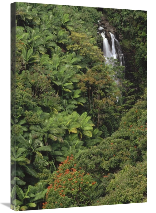 Global Gallery GCS-452844-2436-142 24 x 36 in. Native & Exotic Rainfor