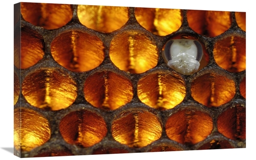 Global Gallery GCS-453382-2030-142 20 x 30 in. Honey Bee Brood Honeyco