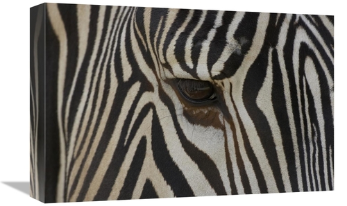 Global Gallery GCS-398155-1218-142 12 x 18 in. Grevys Zebra Close Up o