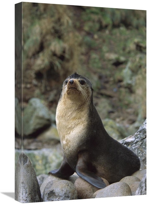 Global Gallery GCS-451805-1624-142 16 x 24 in. Subantarctic Fur Seal M