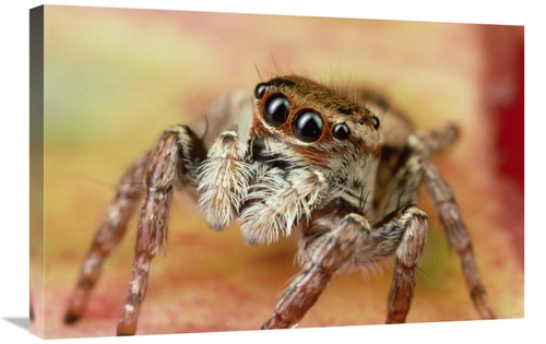 Global Gallery GCS-450719-2030-142 20 x 30 in. Jumping Spider Portrait