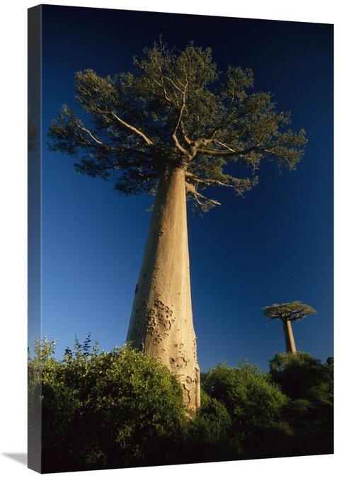 Global Gallery GCS-452651-2030-142 20 x 30 in. Grandidiers Baobab Tree