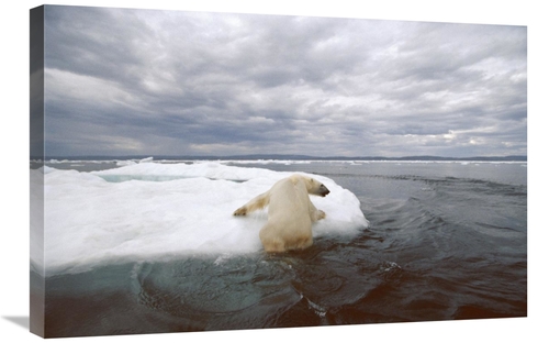 Global Gallery GCS-397846-2030-142 20 x 30 in. Polar Bear Hauling Out 