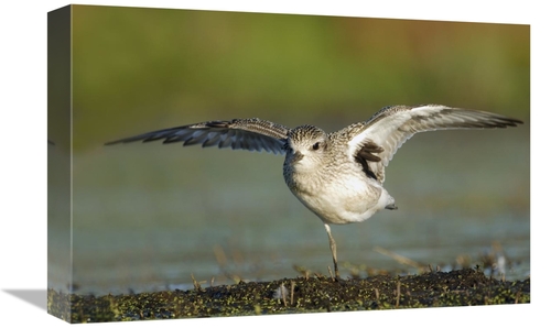 Global Gallery GCS-397609-1218-142 12 x 18 in. Black-Bellied Plover Sp