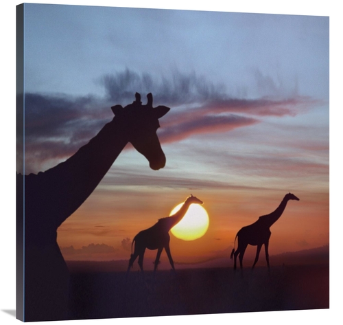 Global Gallery GCS-396535-3636-142 36 x 36 in. Giraffe Trio at Sunrise