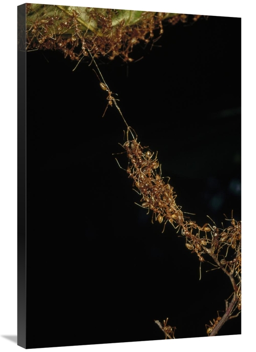 Global Gallery GCS-450560-2436-142 24 x 36 in. Weaver Ants Forming A B