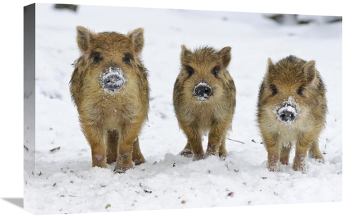 Global Gallery GCS-398060-1624-142 16 x 24 in. Three Wild Boar Piglets