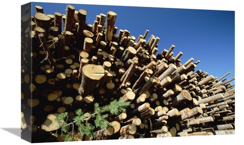 Global Gallery GCS-398505-1218-142 12 x 18 in. Pile of Harvested Pine 