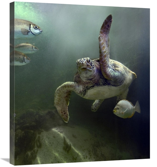 Global Gallery GCS-396162-30-142 30 in. Green Sea Turtle & Fish, S
