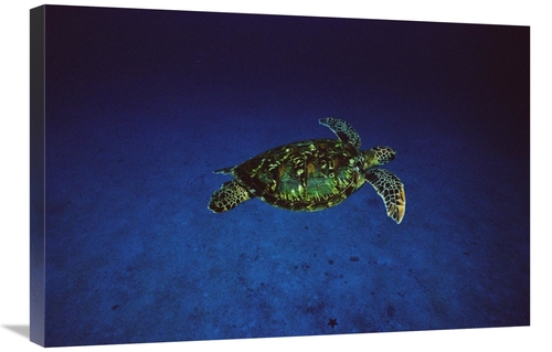 Global Gallery GCS-450739-2030-142 20 x 30 in. Green Sea Turtle Swimmi