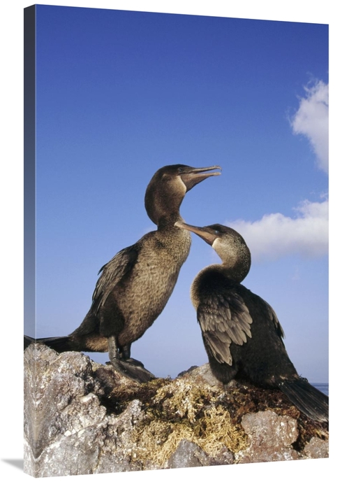 Global Gallery GCS-451061-2436-142 24 x 36 in. Flightless Cormorant Pa