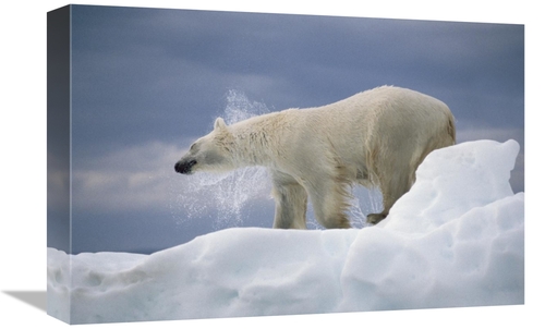 Global Gallery GCS-450971-1218-142 12 x 18 in. Polar Bear Shaking Off 