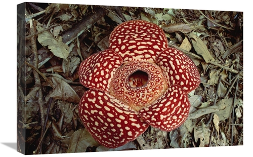 Global Gallery GCS-452927-1624-142 16 x 24 in. Rafflesia Growing on Ra