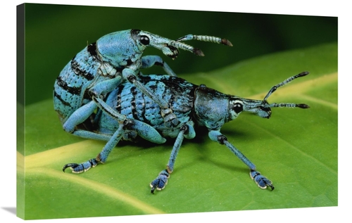 Global Gallery GCS-450984-2436-142 24 x 36 in. True Weevil Pair Mating