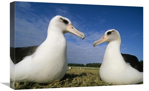 Global Gallery GCS-451421-1624-142 16 x 24 in. Laysan Albatross Pair A