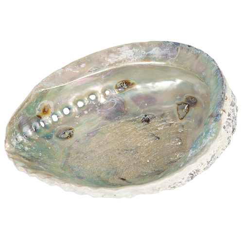 17-19cm Large Abalone Shell