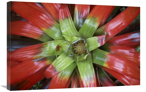 Global Gallery GCS-395975-2436-142 24 x 36 in. Bromeliad Flower, C