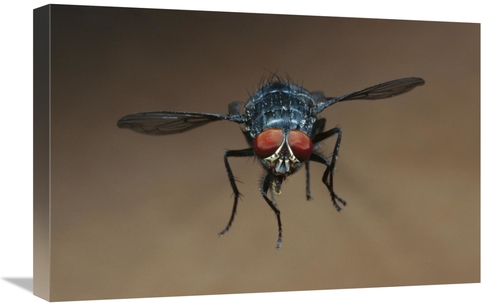 16 x 24 in. Blue Bottle Fly Flying Art Print - Heidi And Hans-Juergen 