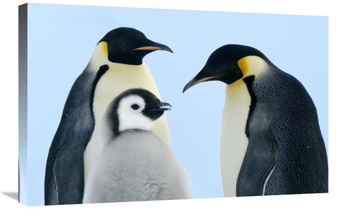 Global Gallery GCS-398271-2030-142 20 x 30 in. Emperor Penguin Family&