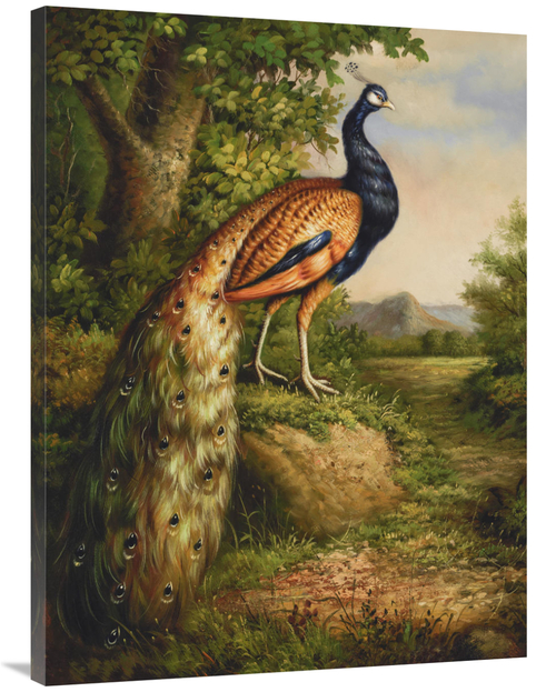 Global Gallery GCS-132590-3040-142 30 x 40 in. Classic Peacock Art Pri