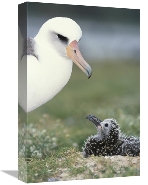Global Gallery GCS-451556-1218-142 12 x 18 in. Laysan Albatross Parent