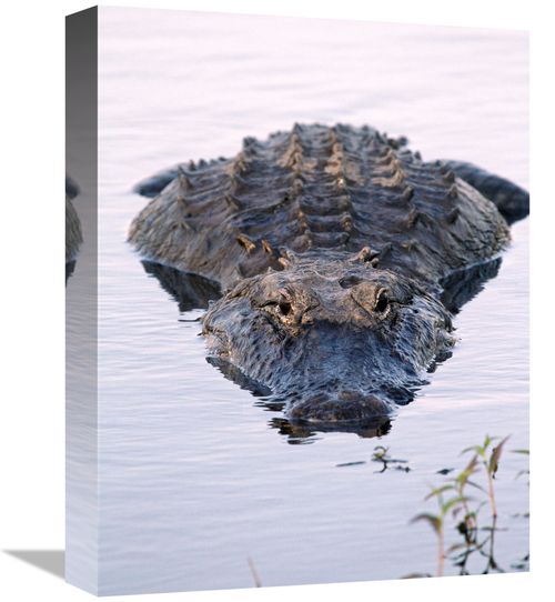 Global Gallery GCS-486398-16-142 16 in. Waiting Art Print - Vic Schend