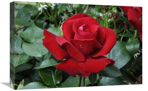 Global Gallery GCS-398366-1624-142 16 x 24 in. Rose Ingrid Bergman Var