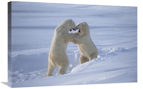 Global Gallery GCS-450940-2030-142 20 x 30 in. Polar Bear Males Sparri