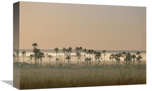 Global Gallery GCS-451573-1218-142 12 x 18 in. Buriti Palm Gallery For