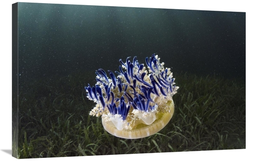 Global Gallery GCS-397920-2436-142 24 x 36 in. Upside-Down Jellyfish&#