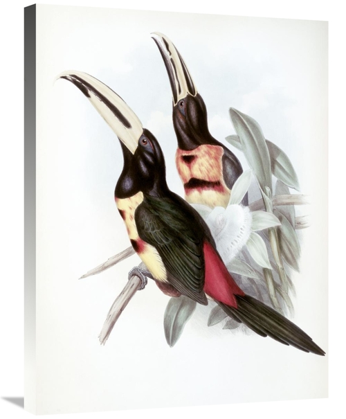 Global Gallery GCS-277782-30-142 30 in. Red-Rumped Aracari - Toucan Ar