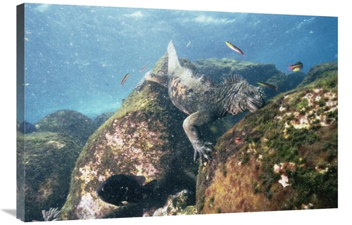 Global Gallery GCS-451242-2436-142 24 x 36 in. Marine Iguana Grazing o