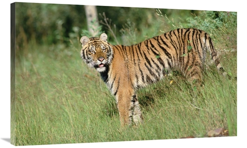 Global Gallery GCS-396099-40-142 40 in. Siberian Tiger Standing in Gre