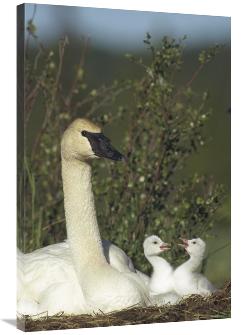 Global Gallery GCS-451885-2436-142 24 x 36 in. Trumpeter Swan Parent &