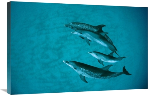 Global Gallery GCS-397853-2436-142 24 x 36 in. Atlantic Spotted Dolphi