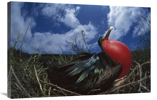 Global Gallery GCS-451758-2436-142 24 x 36 in. Great Frigatebird Male 