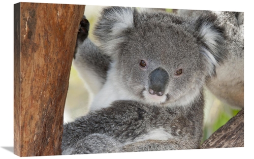 Global Gallery GCS-395603-2030-142 20 x 30 in. Koala, Victoria,