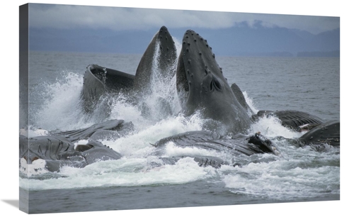 Global Gallery GCS-397852-2030-142 20 x 30 in. Humpback Whale Cooperat