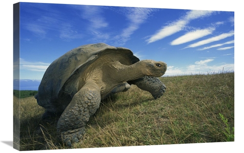 Global Gallery GCS-395581-2030-142 20 x 30 in. Galapagos Tortoise on C