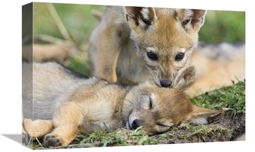 Global Gallery GCS-395835-1218-142 12 x 18 in. Black-Backed Jackal Pup