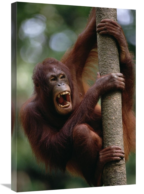 Global Gallery GCS-452786-2030-142 20 x 30 in. Orangutan Hanging on Tr