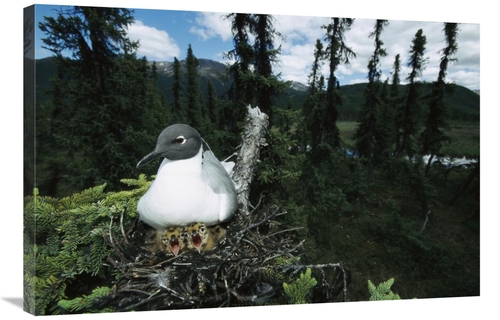 Global Gallery GCS-451912-2436-142 24 x 36 in. Bonapartes Gull on Nest