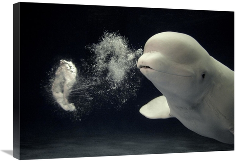 Global Gallery GCS-397728-30-142 30 in. Beluga Whale Blowing Toroidal 
