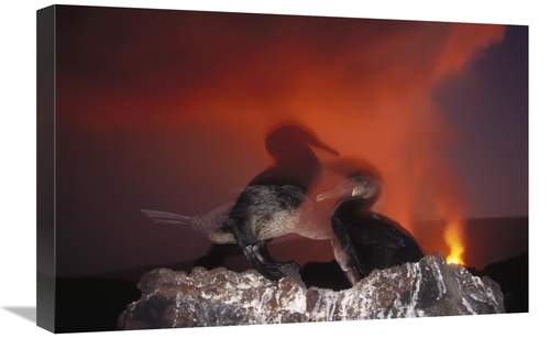 Global Gallery GCS-451276-1624-142 16 x 24 in. Flightless Cormorants A