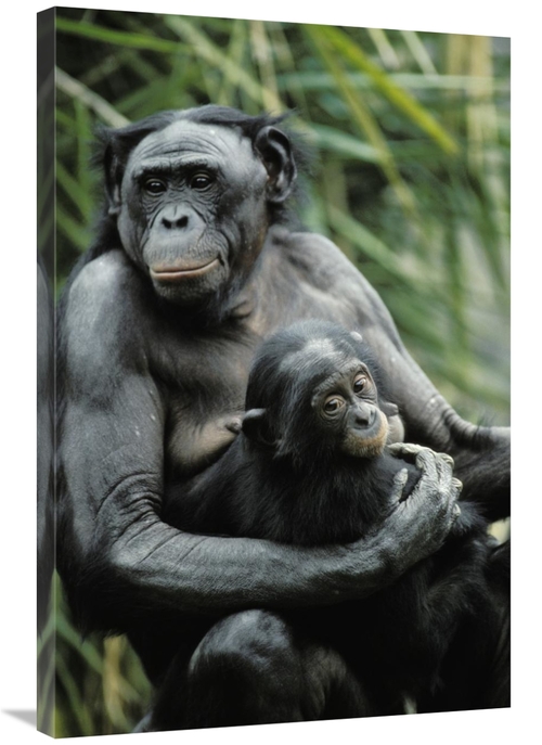 Global Gallery GCS-452701-2436-142 24 x 36 in. Bonobo Mother & Baby&#4